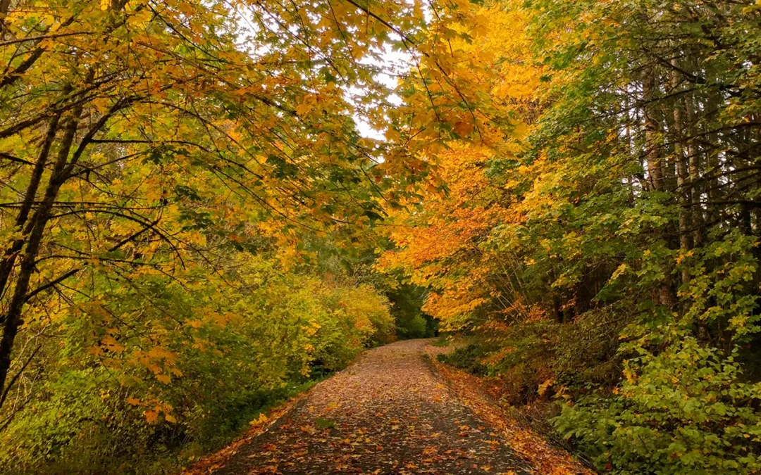 Willapa Hills Area