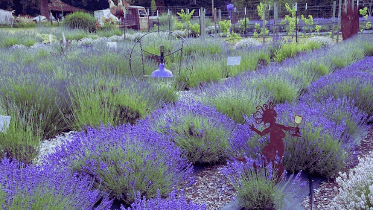 Lavender Passion Flower Farm