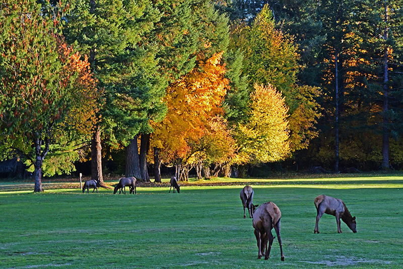Chasing Fall Colors: A Guide to Lewis County, Washington’s Autumn Wonderland