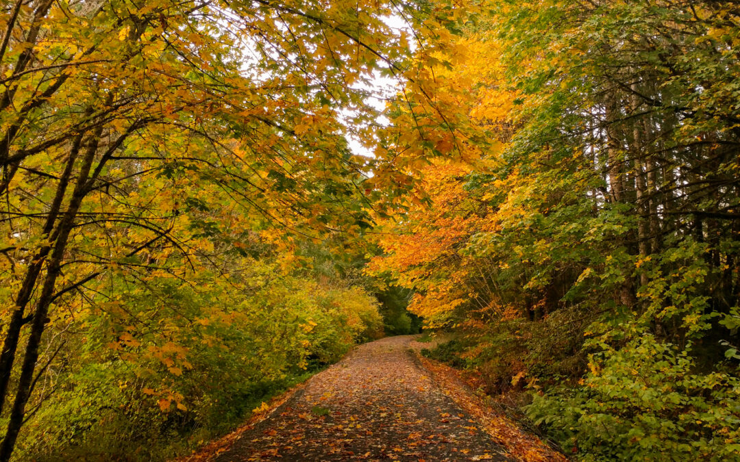 A Year-Round Autumn Adventure: Exploring the Willapa Hills Trail in Lewis County