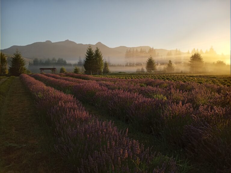 Cowlitz Falls Lavender Company Field Fog 768x576
