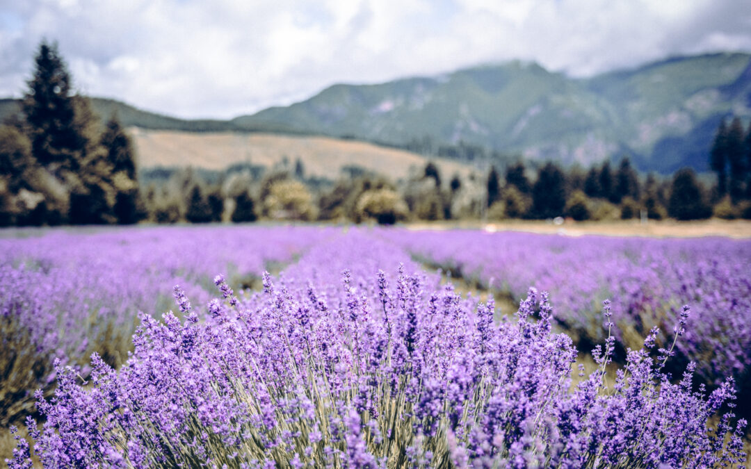 Discover the Lavender Celebration in Randle, July 12-14