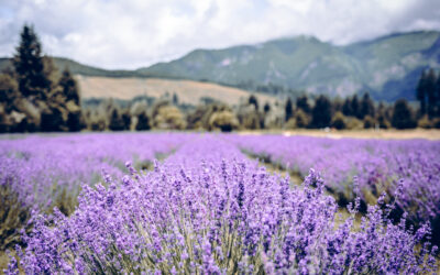 Celebrate Lavender in July: Randle & Toledo Festivals
