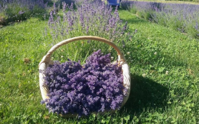 Discover Lavender Season at Two Summer Festivals