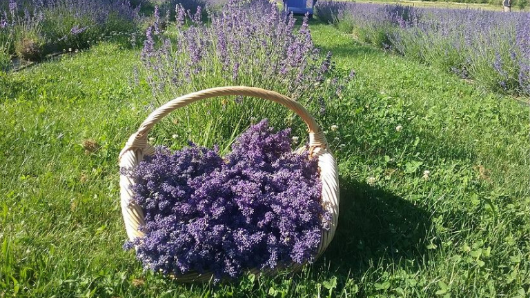 Randle Lavender Week