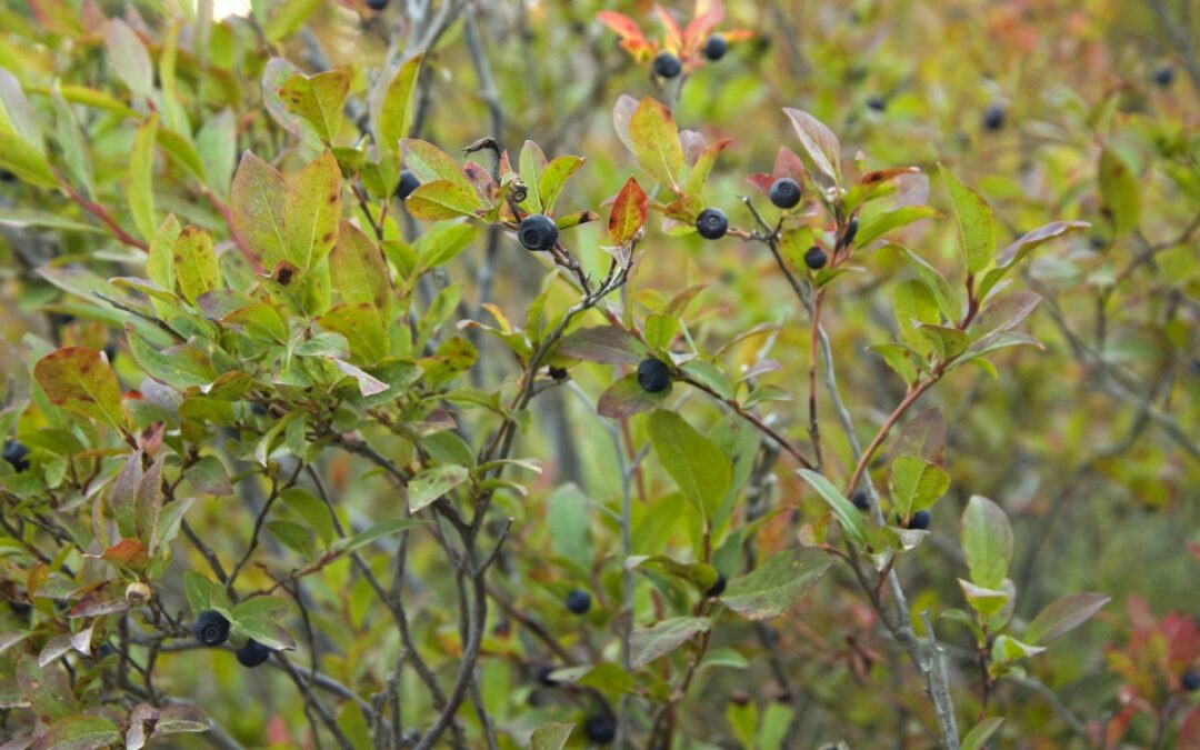 Huckleberry Season on the Gifford Pinchot National Forest