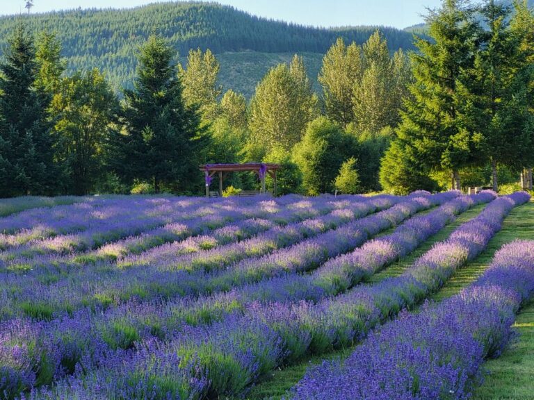 Cowlitz Falls 2 768x576