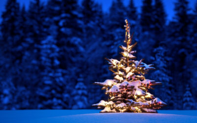 2024 Christmas Tree Permits Available