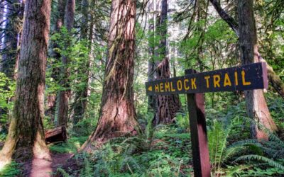 Early Season Walks & Hikes in Lewis County