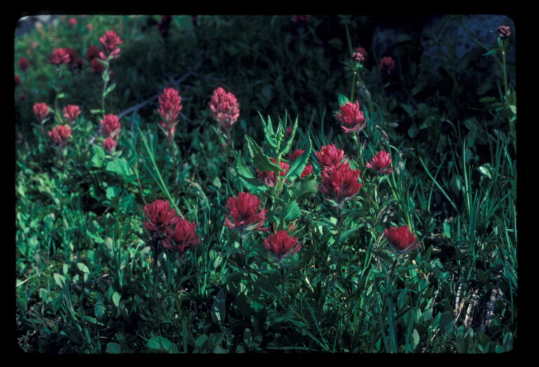 Pinnacle Peak NPS 5 768x524