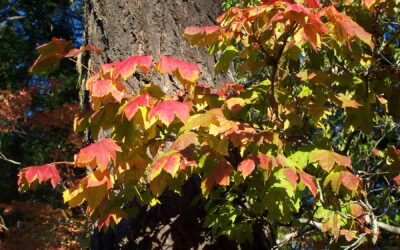 Exploring the White Pass Scenic Byway in Washington During Fall