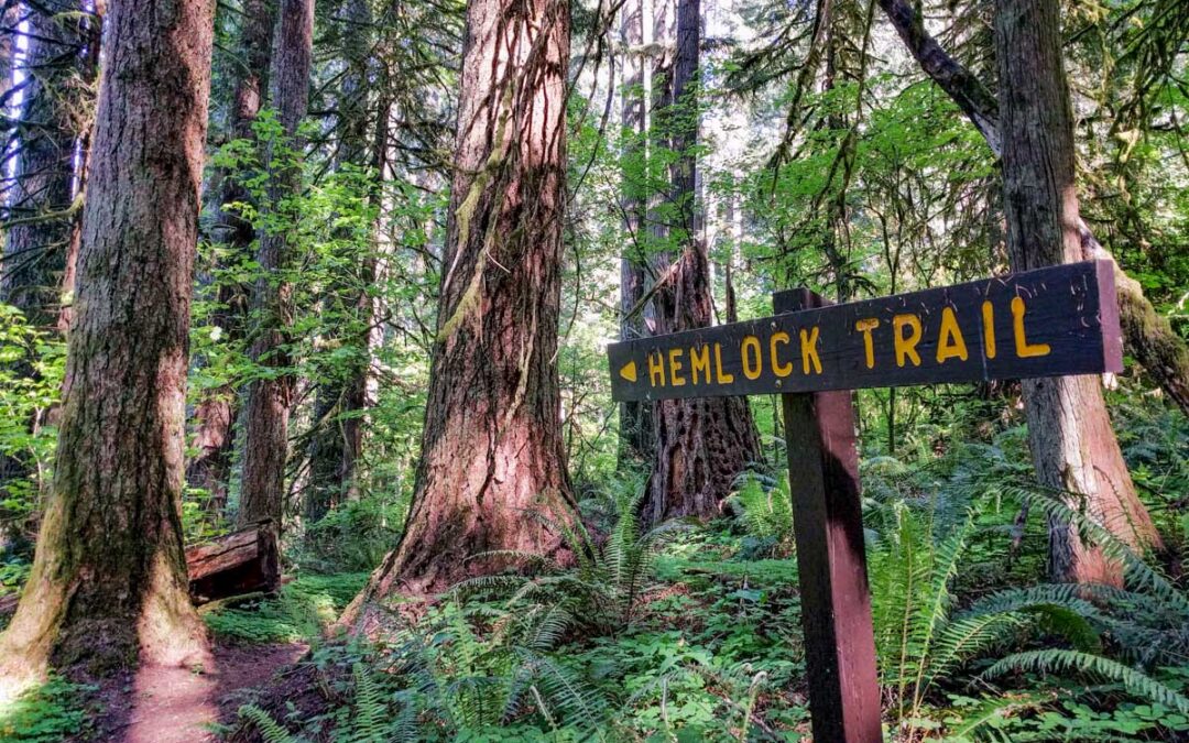 5 Easy Early-Season Hikes in Lewis County